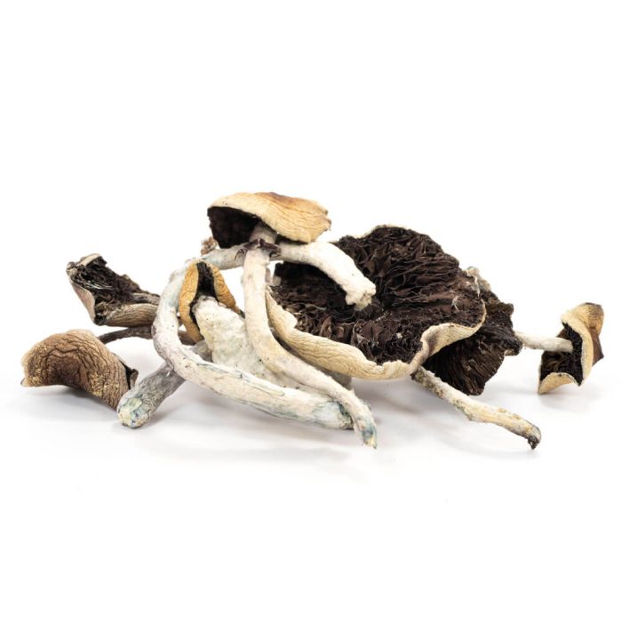 B Cubensis Mushrooms - Image 1