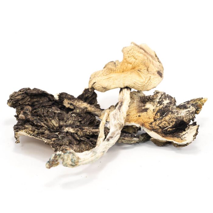 Brazilian Cubensis Mushrooms - Image 1