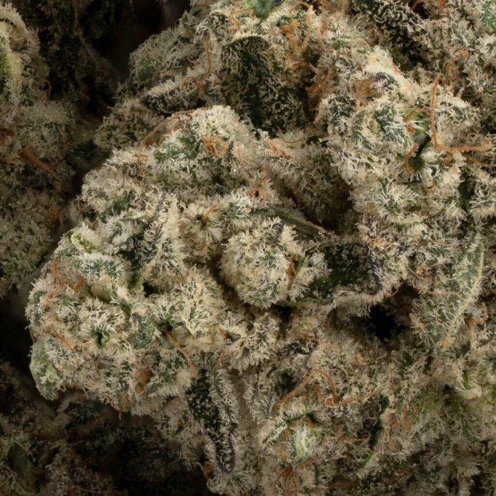 Khalifa Mints - Image 2