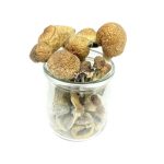 Mazatapec Magic Mushroom – Mungus