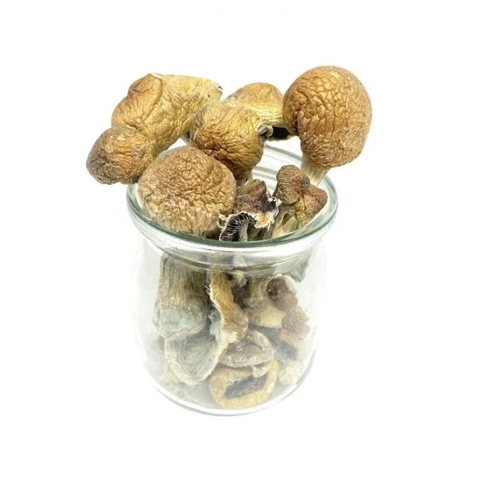 Mazatapec Magic Mushroom – Mungus - Image 1