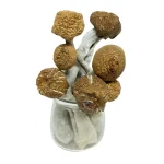 Mungus – Jedi Mind Fuck Magic Mushrooms