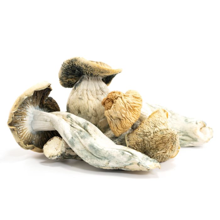Penis Envy Shrooms - Image 1