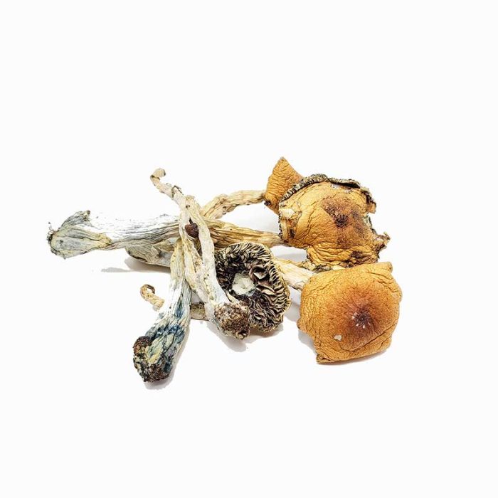 Puerto Rican Magic Mushrooms - Image 1