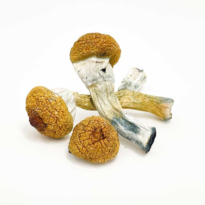Treasure Coast Mushroom - Image 1
